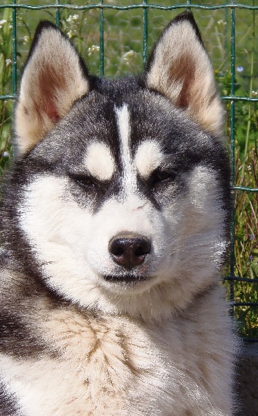 de L'Igloo des Sables - Siberian Husky - Portée née le 06/10/2011