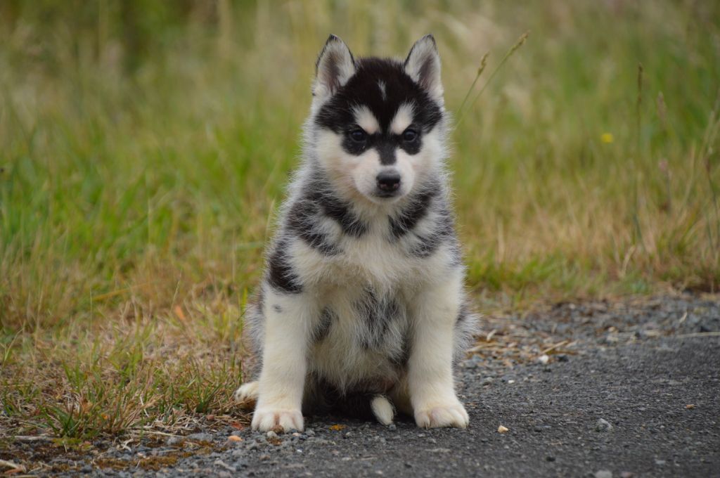 de L'Igloo des Sables - Chiots disponibles - Siberian Husky