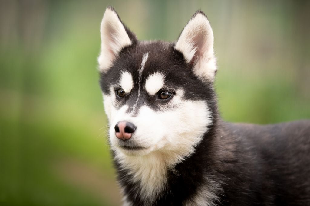 de L'Igloo des Sables - Chiots disponibles - Siberian Husky