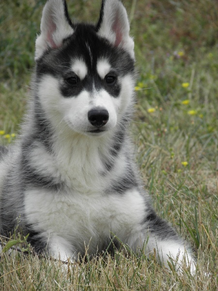 de L'Igloo des Sables - Siberian Husky - Portée née le 14/04/2010