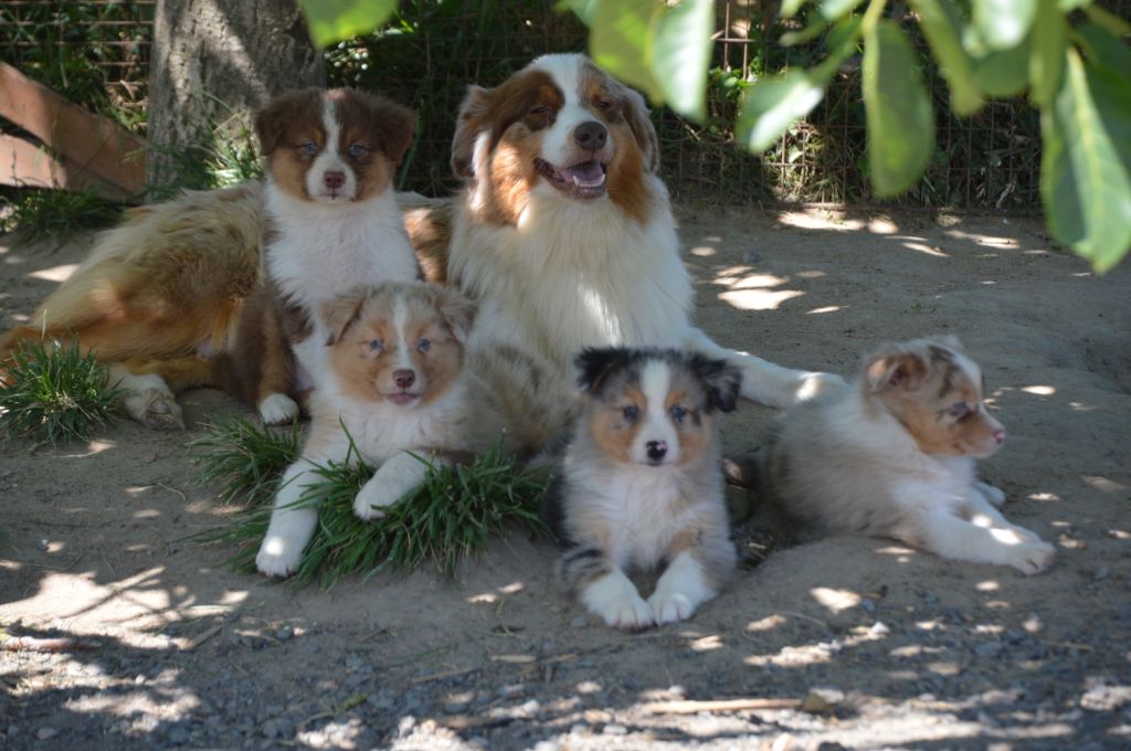 Chiot Berger Australien de L'Igloo des Sables