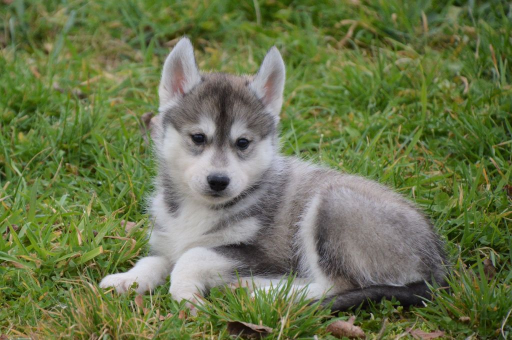 de L'Igloo des Sables - Siberian Husky - Portée née le 03/11/2021