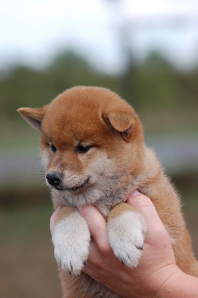 de L'Igloo des Sables - Chiots disponibles - Shiba