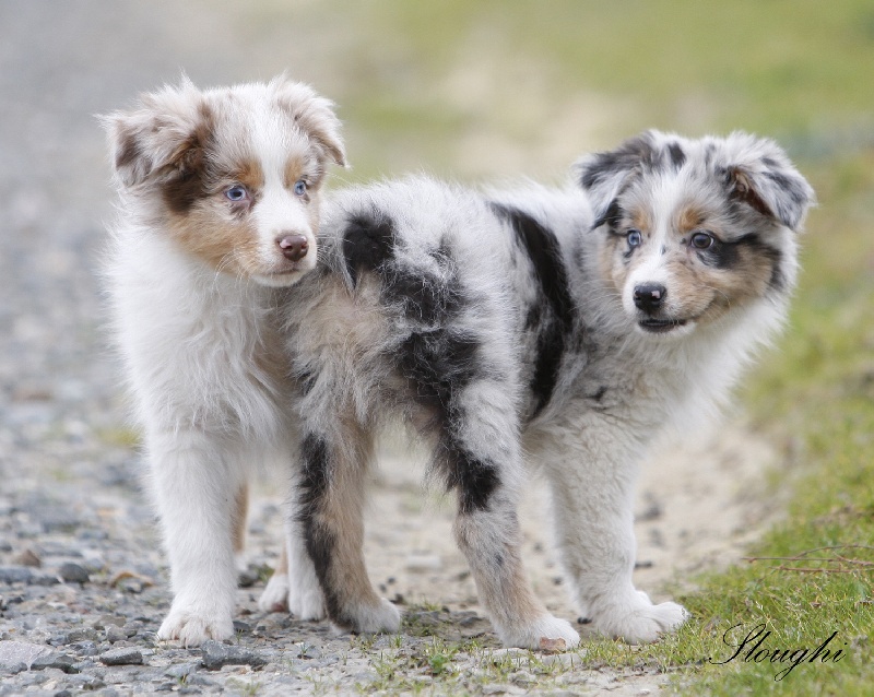 Chiot Berger Australien de L'Igloo des Sables