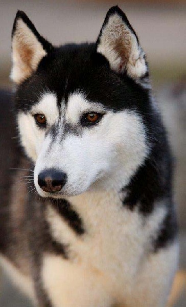 de L'Igloo des Sables - Siberian Husky - Portée née le 29/09/2009