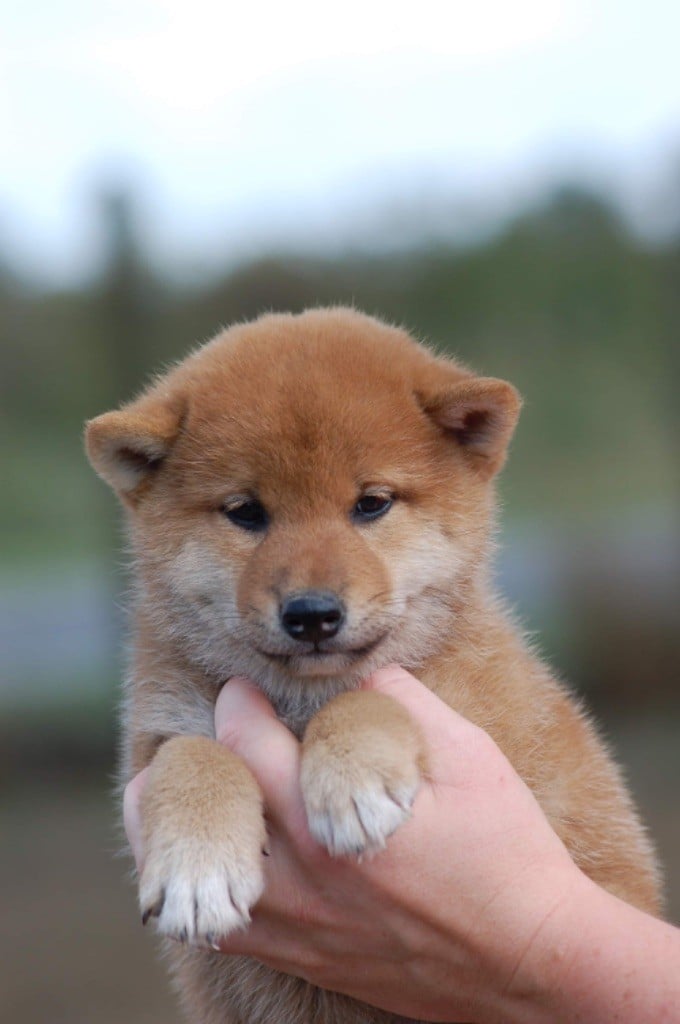 de L'Igloo des Sables - Chiots disponibles - Shiba