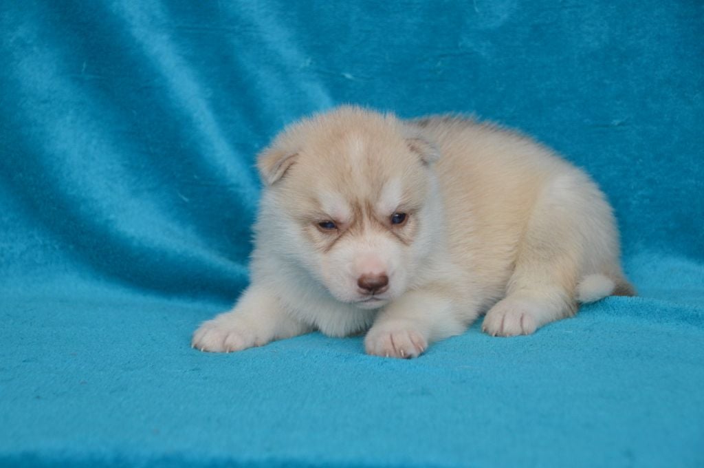 de L'Igloo des Sables - Chiots disponibles - Siberian Husky