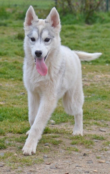 de L'Igloo des Sables - Siberian Husky - Portée née le 15/10/2012