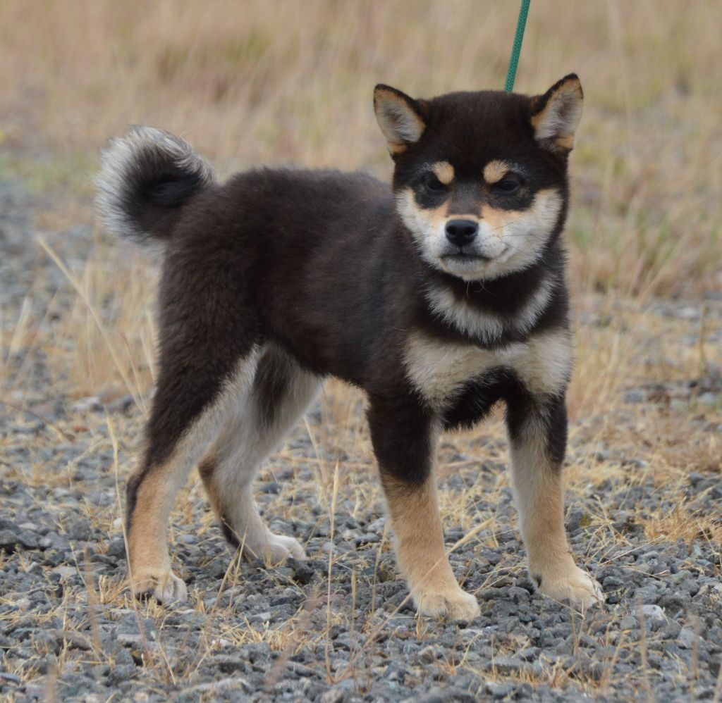 de L'Igloo des Sables - Chiots disponibles - Shiba