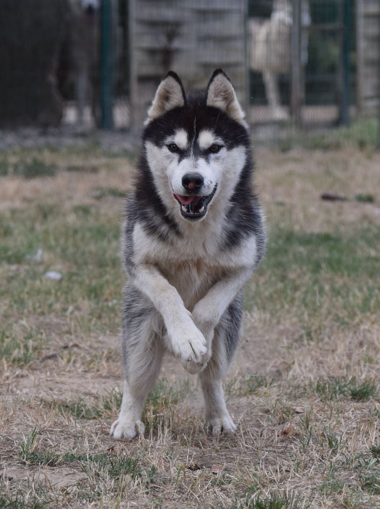 de L'Igloo des Sables - Chiots disponibles - Siberian Husky