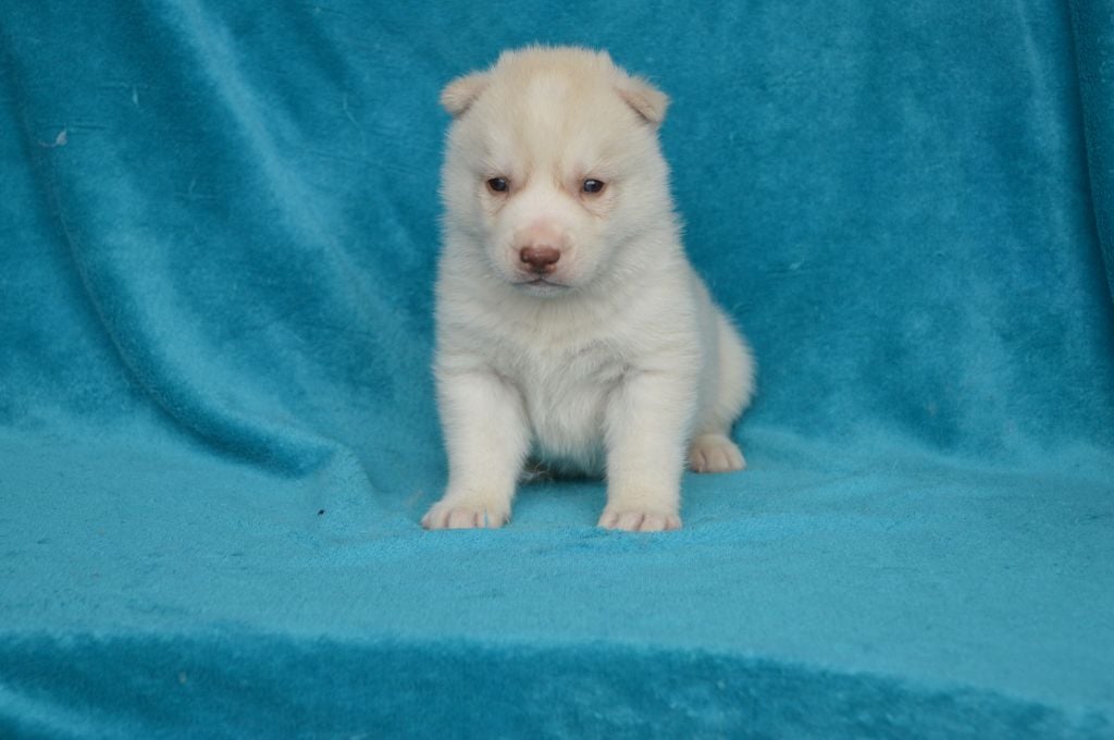 de L'Igloo des Sables - Chiots disponibles - Siberian Husky