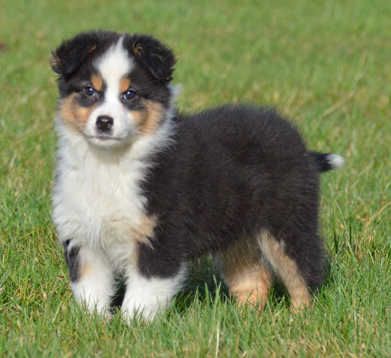 Chiot Berger Australien de L'Igloo des Sables