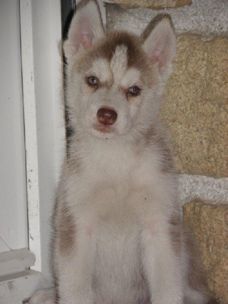 de L'Igloo des Sables - Siberian Husky - Portée née le 20/06/2010