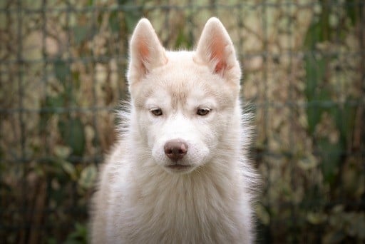 de L'Igloo des Sables - Chiots disponibles - Siberian Husky