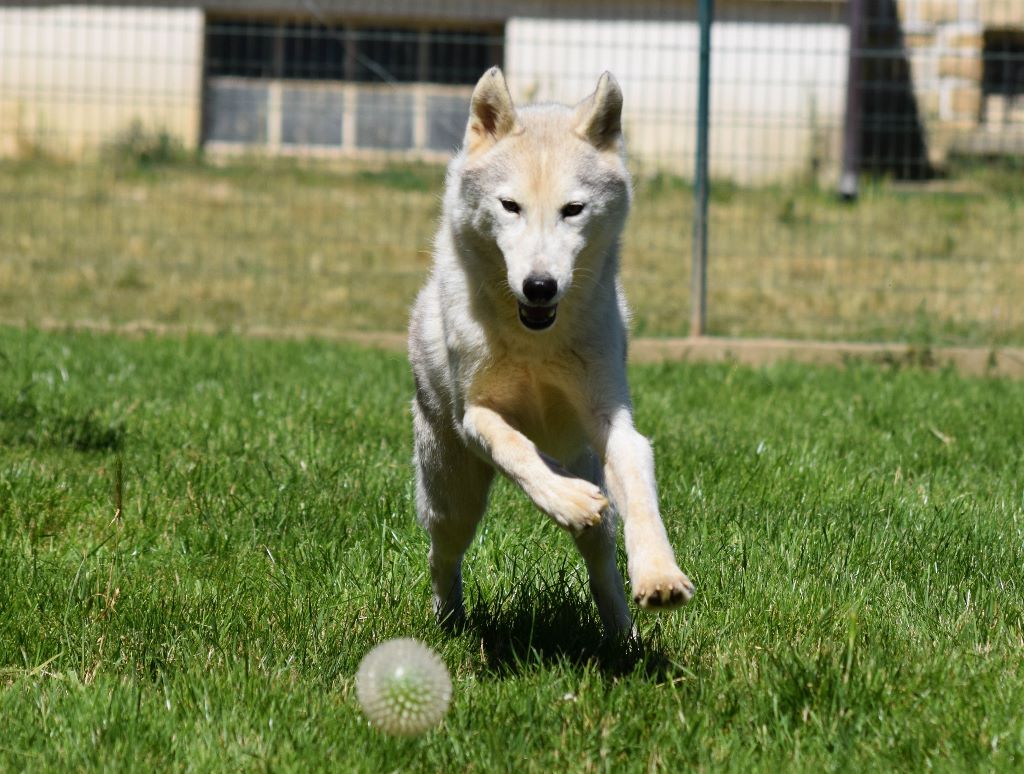 de L'Igloo des Sables - Siberian Husky - Portée née le 08/04/2014