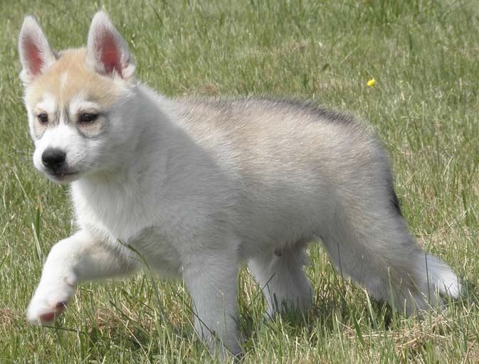 de L'Igloo des Sables - Siberian Husky - Portée née le 25/02/2011