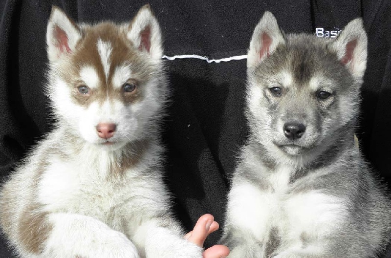 de L'Igloo des Sables - Siberian Husky - Portée née le 11/01/2011