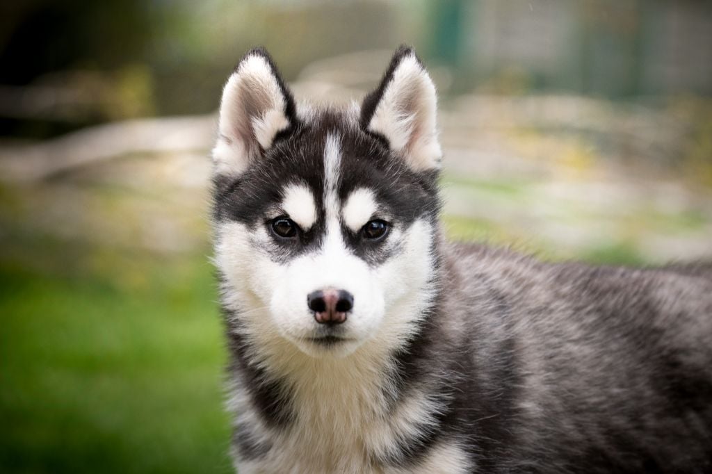 de L'Igloo des Sables - Chiots disponibles - Siberian Husky