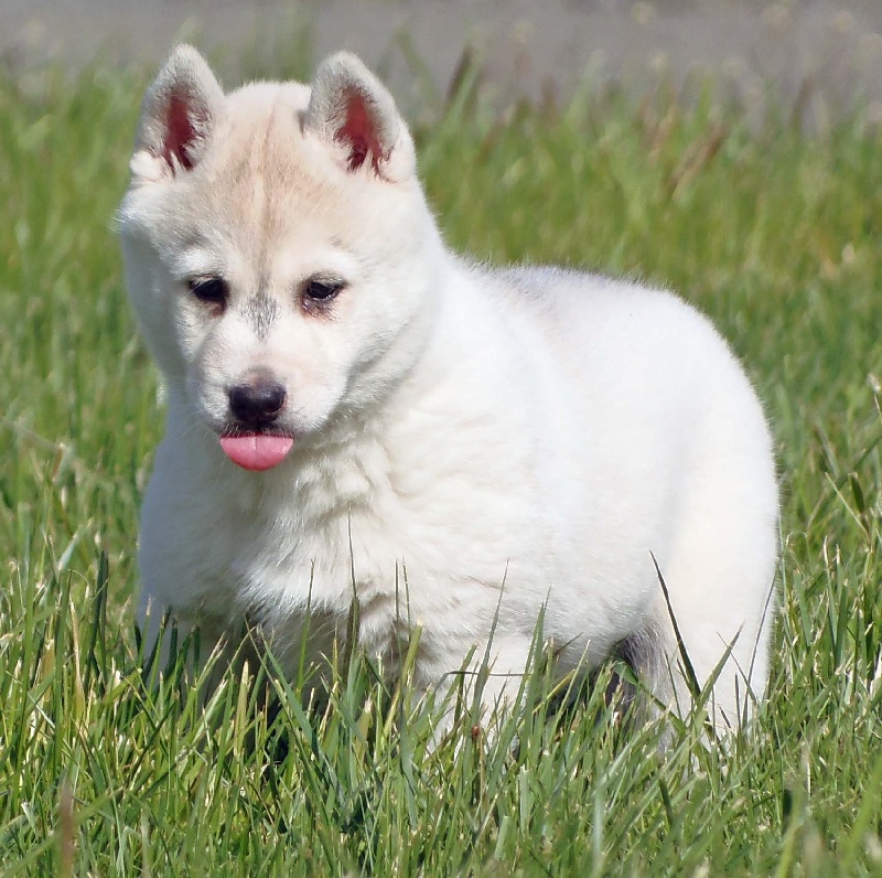 de L'Igloo des Sables - Siberian Husky - Portée née le 17/02/2012