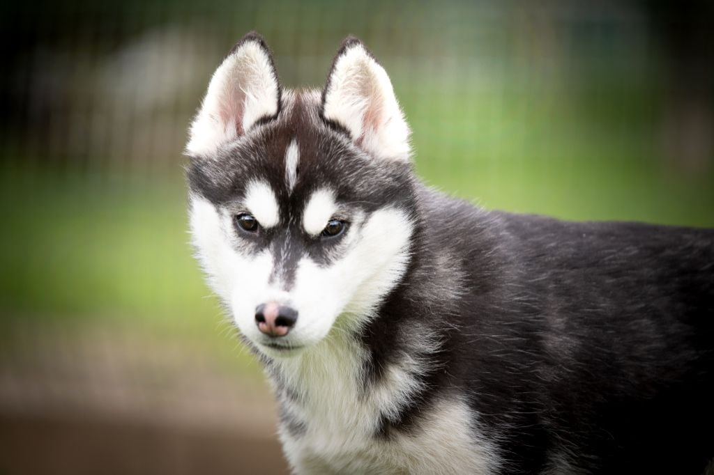 de L'Igloo des Sables - Chiots disponibles - Siberian Husky