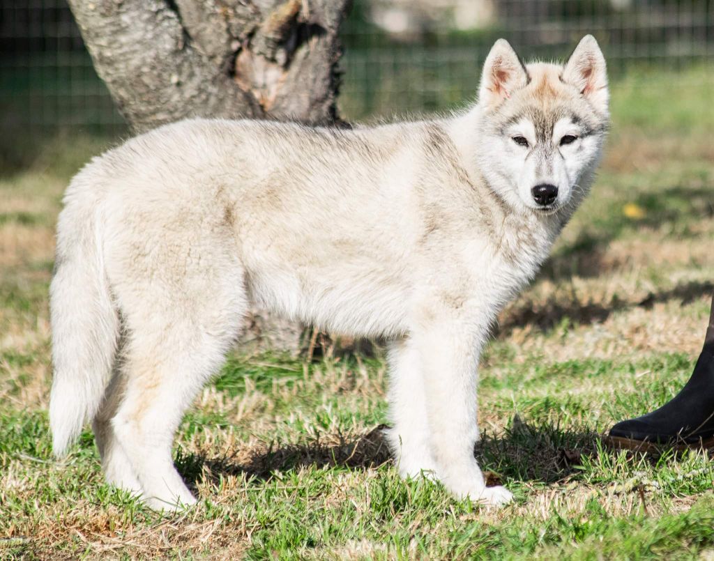 de L'Igloo des Sables - Siberian Husky - Portée née le 19/05/2021