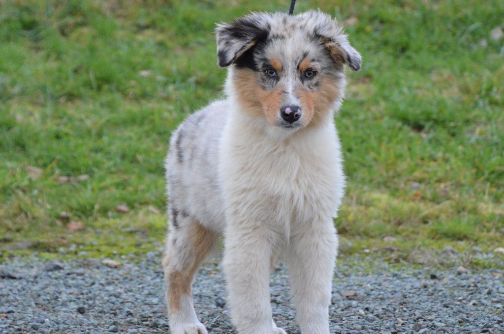 Chiot Berger Australien de L'Igloo des Sables