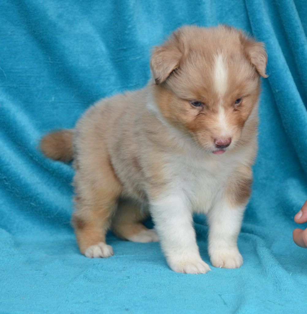 de L'Igloo des Sables - Chiots disponibles - Berger Australien