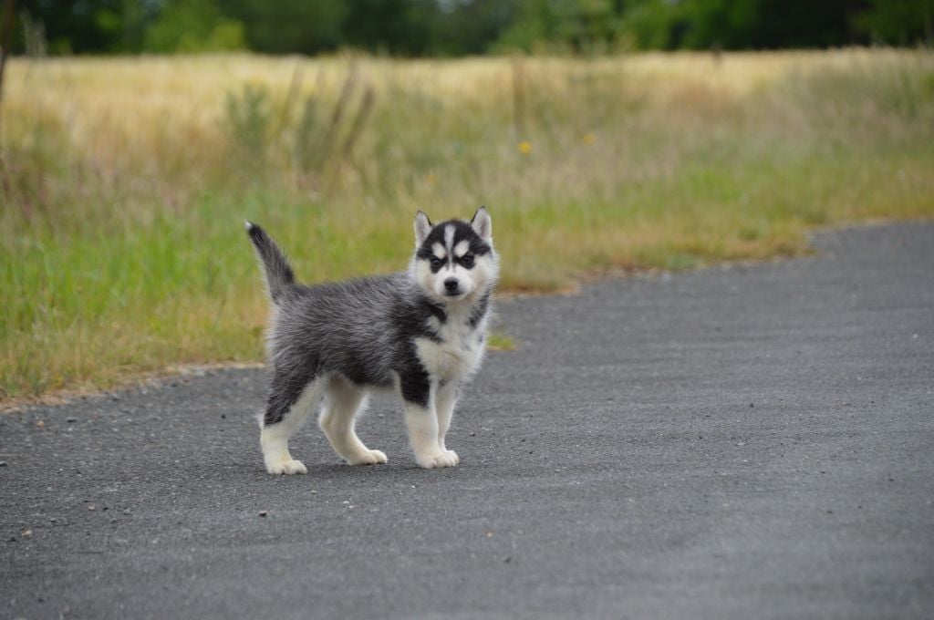 de L'Igloo des Sables - Chiots disponibles - Siberian Husky