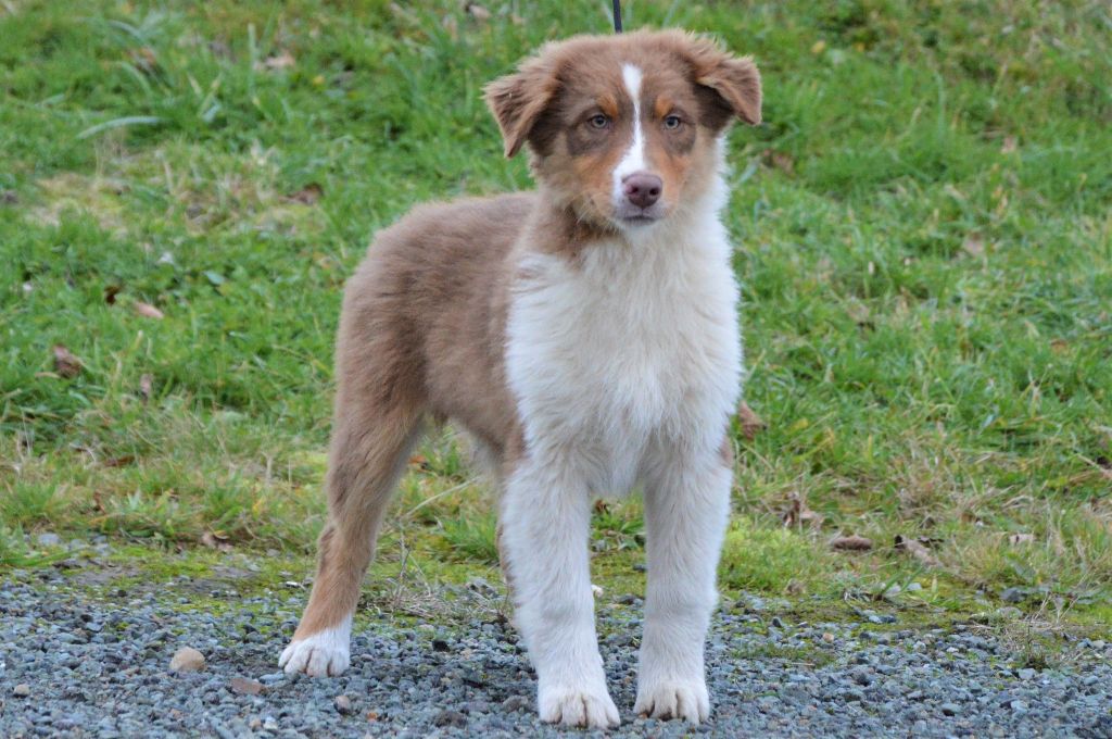 de L'Igloo des Sables - Chiots disponibles - Berger Australien