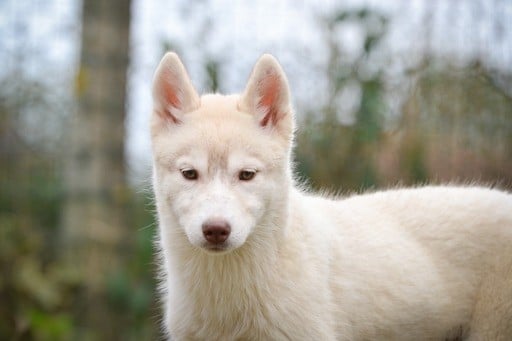 de L'Igloo des Sables - Chiots disponibles - Siberian Husky