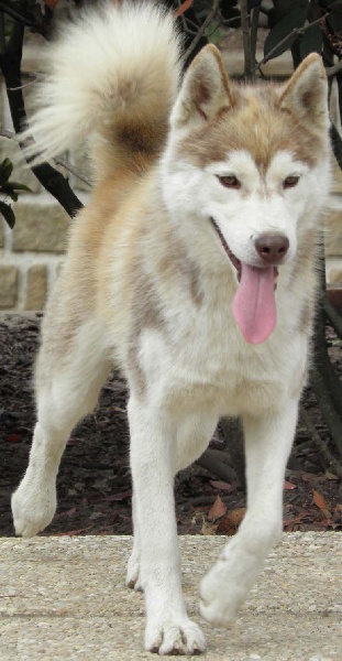 de L'Igloo des Sables - Siberian Husky - Portée née le 18/11/2009