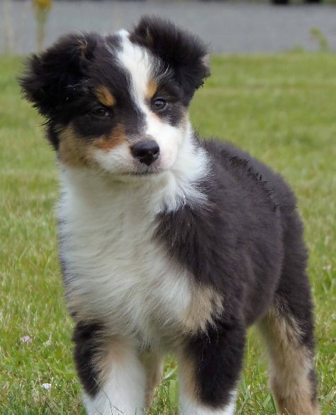 Chiot Berger Australien de L'Igloo des Sables