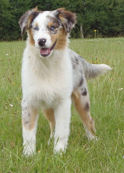 Chiot Berger Australien de L'Igloo des Sables