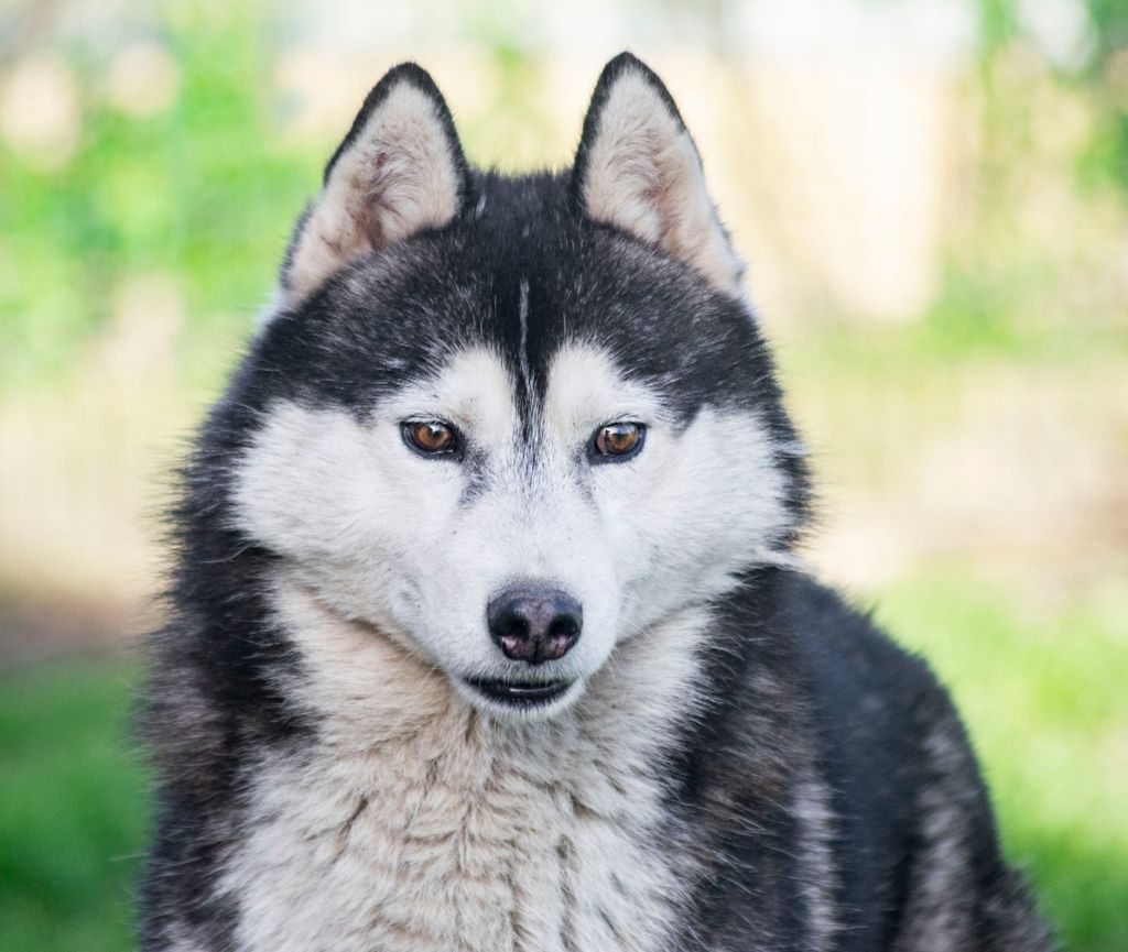 de L'Igloo des Sables - Siberian Husky - Portée née le 10/12/2015