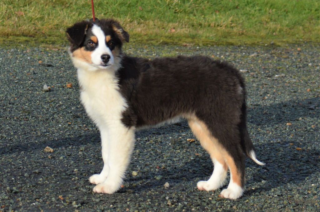 Chiot Berger Australien de L'Igloo des Sables