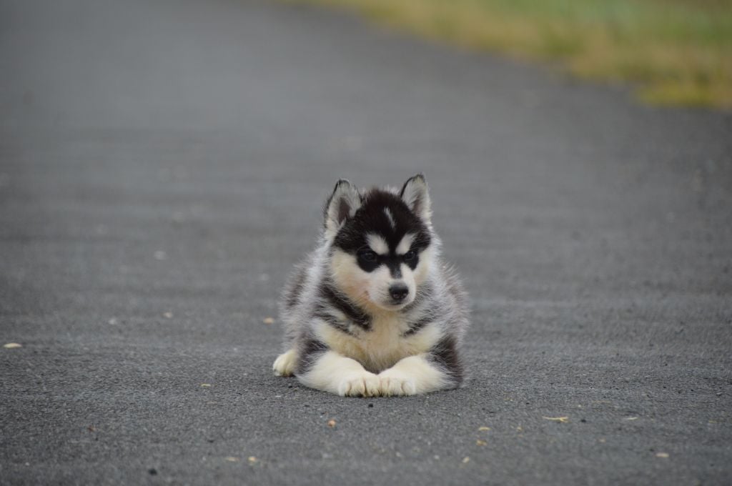 de L'Igloo des Sables - Chiots disponibles - Siberian Husky