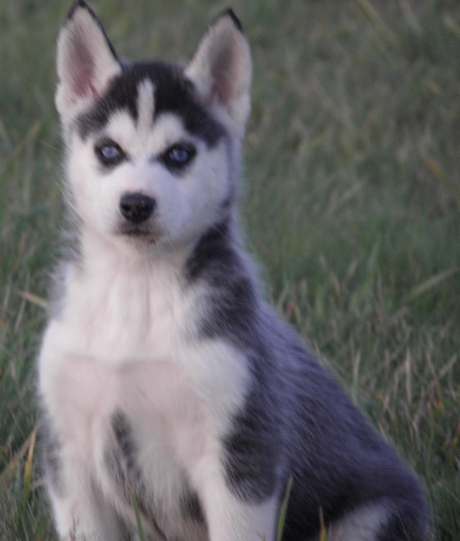 de L'Igloo des Sables - Siberian Husky - Portée née le 09/10/2011