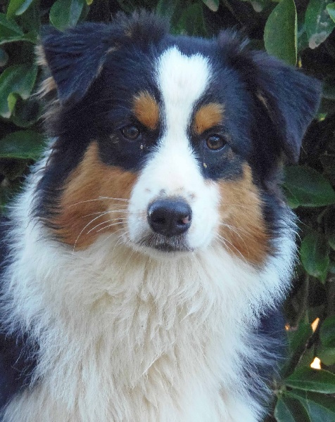 Chiot Berger Australien de L'Igloo des Sables