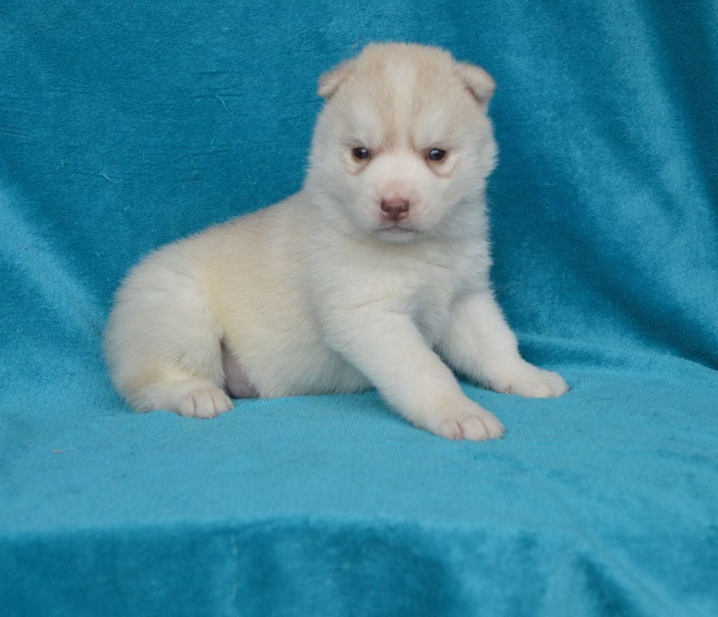 de L'Igloo des Sables - Chiots disponibles - Siberian Husky