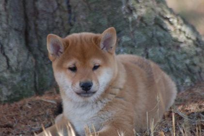 de L'Igloo des Sables - Chiots disponibles - Shiba