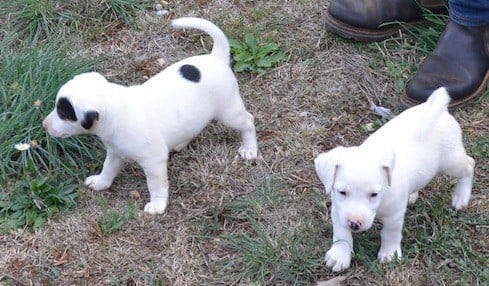 Chiot Jack Russell Terrier De la plaine des oliviers