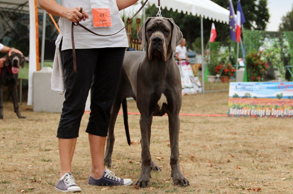 de l'etoile du Baou - OPALINE TRES PROMETTEUR CLASSE PUPPY A LA NE DE NEUVIC DU 14/09/19