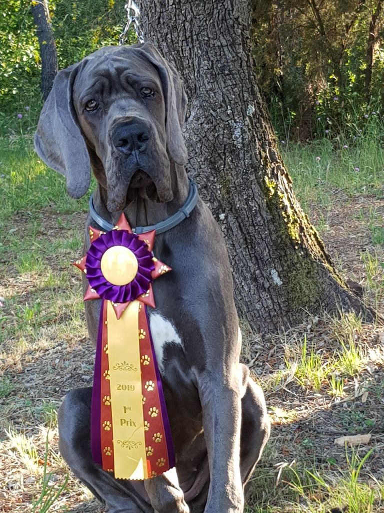 OPALINE DE LA BENJAMINE TRES PROMETTEUR A LA RE DU 16/06/19