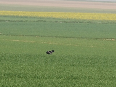 De la Pinède aux Oliviers - Field Trial de Printemps à Bonnières