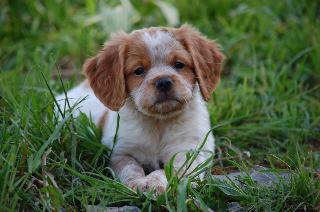 De la Pinède aux Oliviers - Chiots