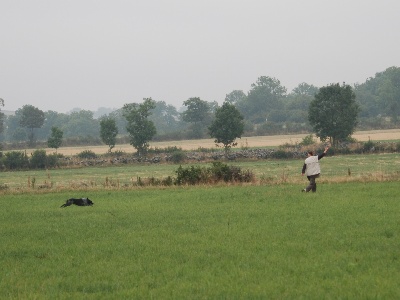 De la Pinède aux Oliviers - Field Trial d' Eté de Sanssac l' Eglise 