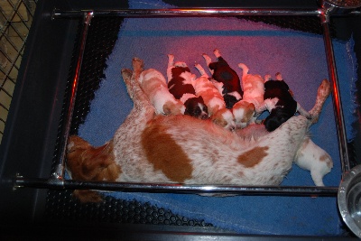 De la Pinède aux Oliviers - Bienvenue aux bébés d'Azzura et de Sacha de Saint Lubin