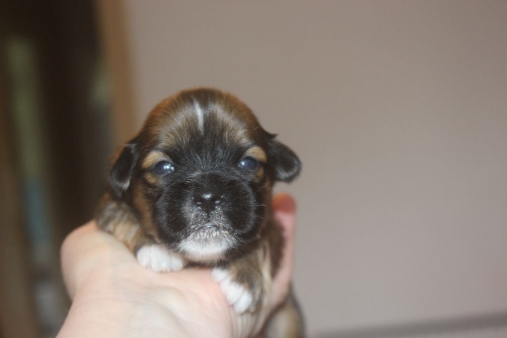 Very Versace's - Chiots disponibles - Lhassa Apso