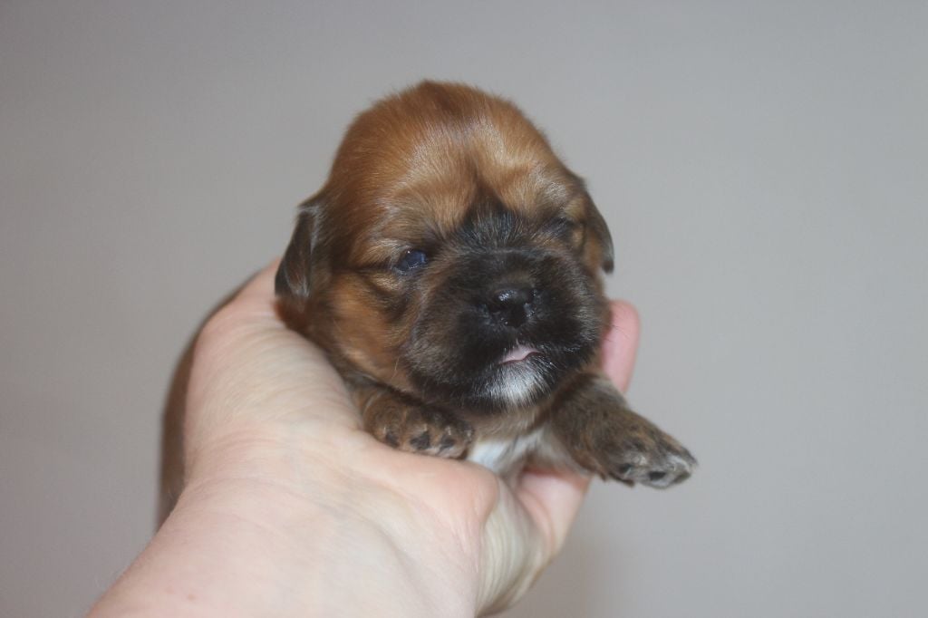 Very Versace's - Chiots disponibles - Lhassa Apso