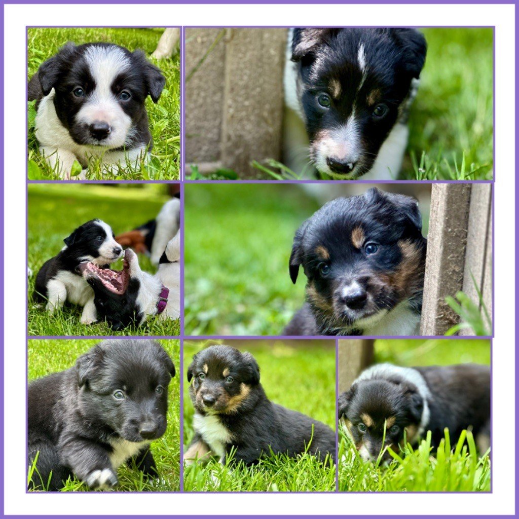 Chiot Border Collie de la bergerie de morgane